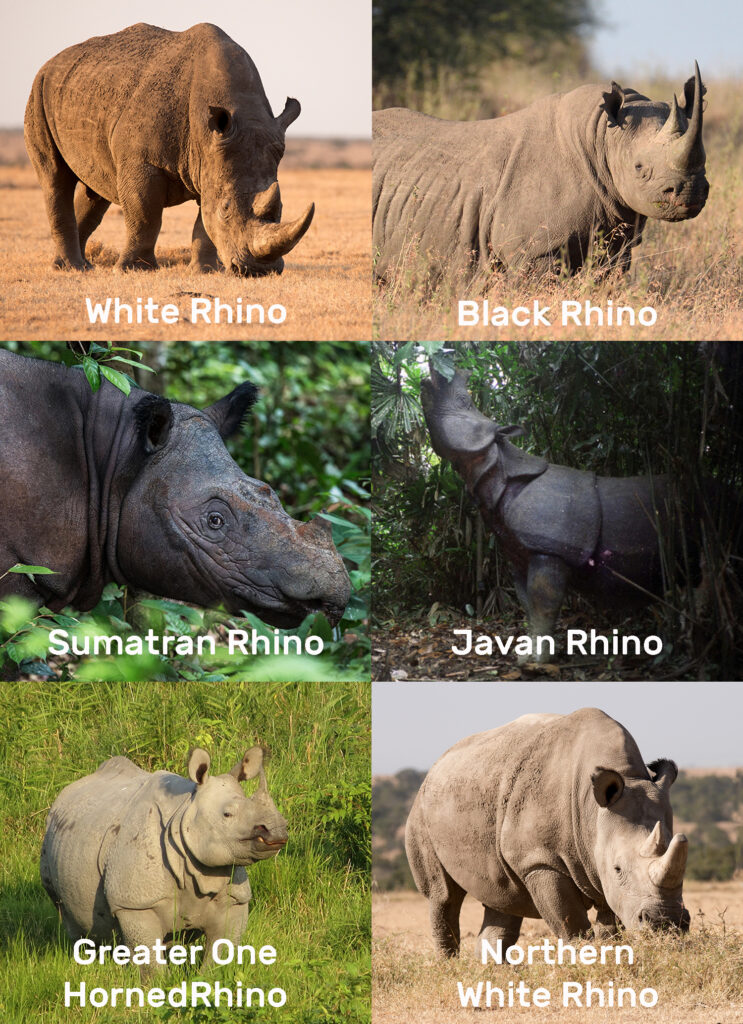 5 species of rhino plus northern white rhino