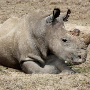 Fatu the rhino laying down