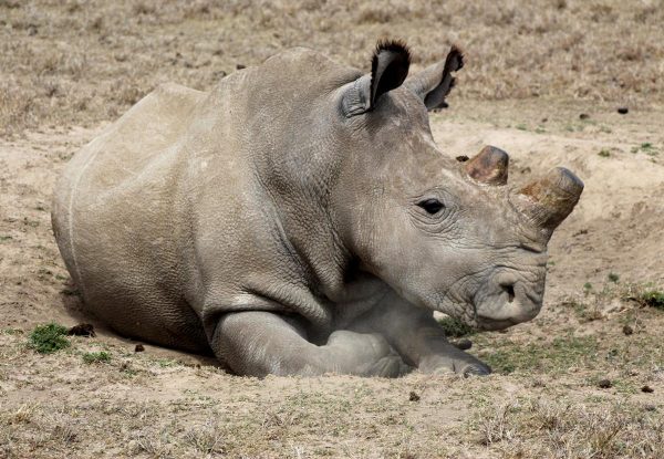 Fatu the rhino laying down