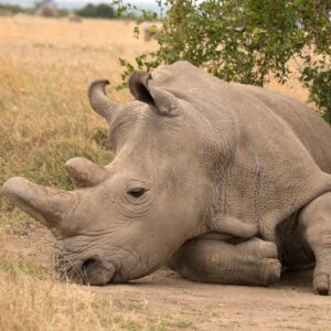 najin the rhino laying down