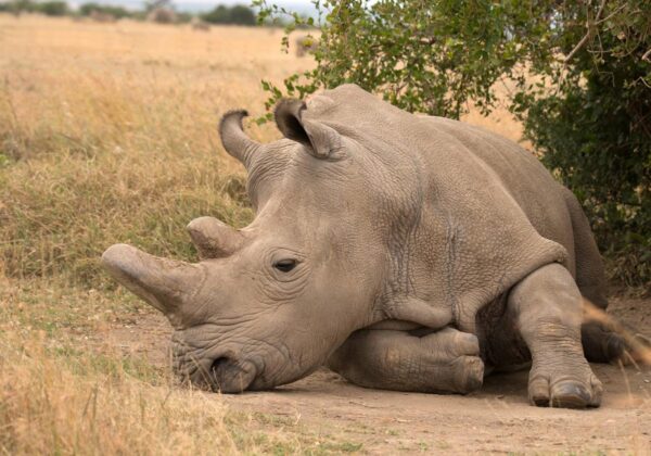 najin the rhino laying down