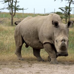 sudan the rhino walking