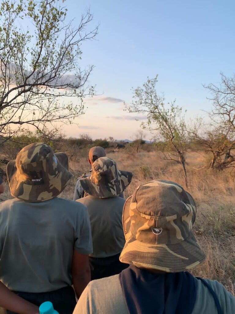 Close up of black mambas walking on path in wilderness