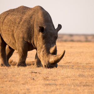 Black rhino