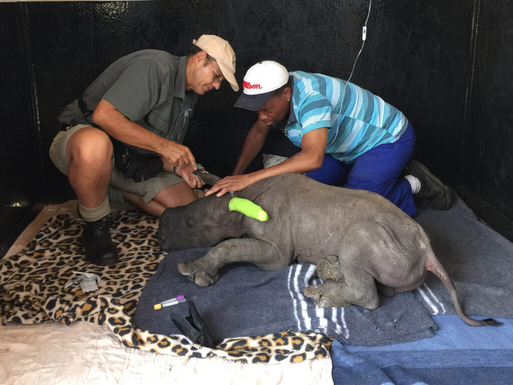 Rhino Orphan Vet Check