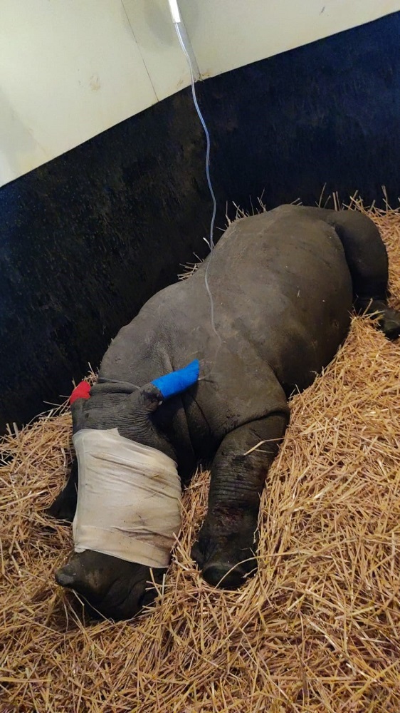 Orphan rhino asleep covered in bandages