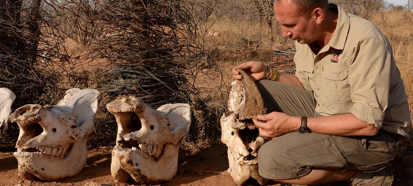 Man standing beside rhino skulls