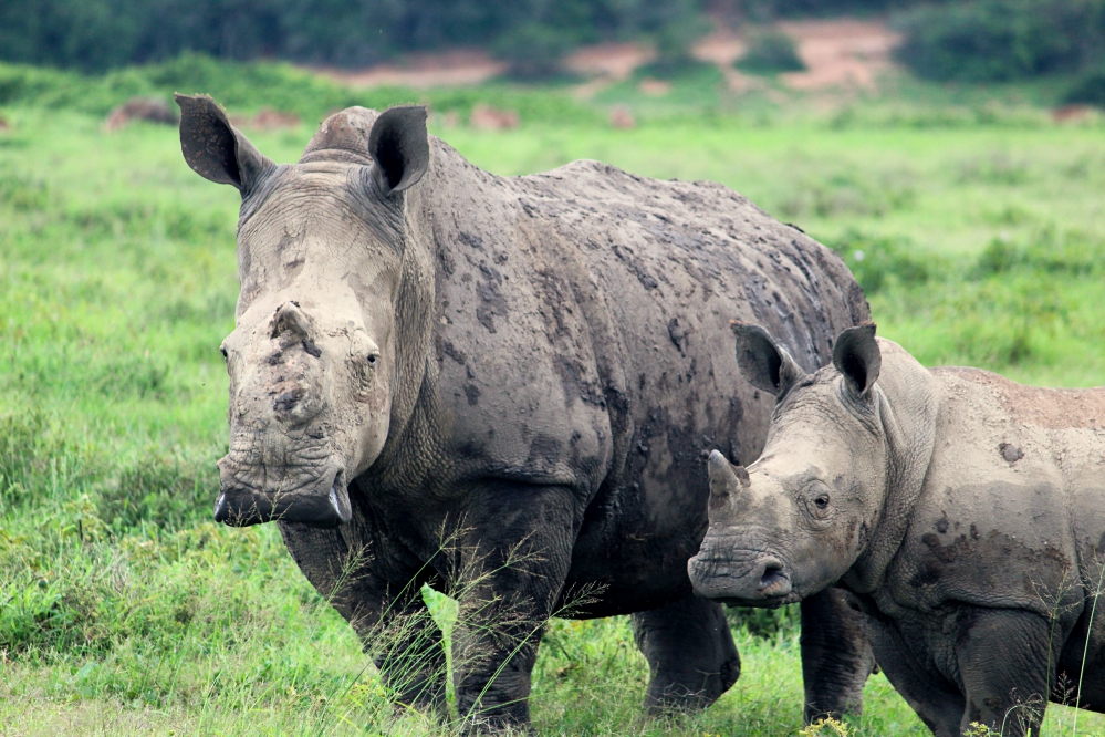 Thandi the rhino