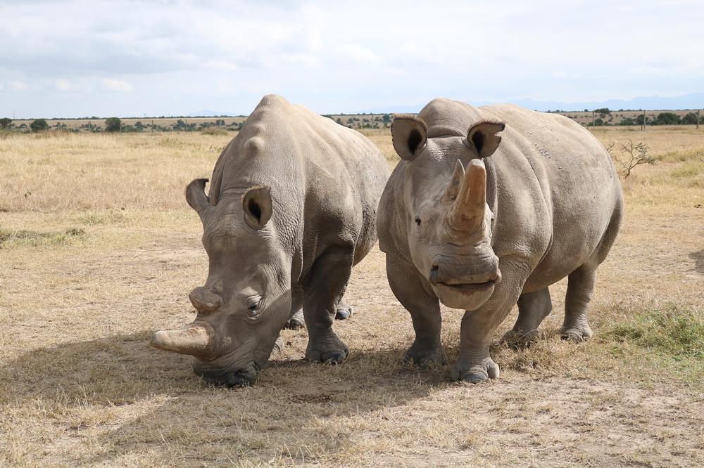 Two northern white rhinos in a field