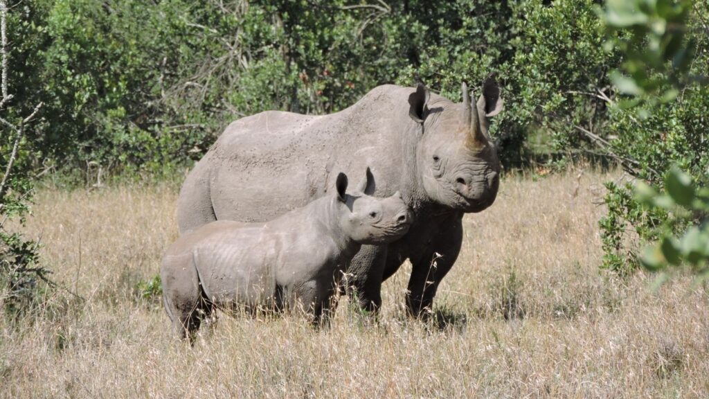 Black rhino standing next to its calf