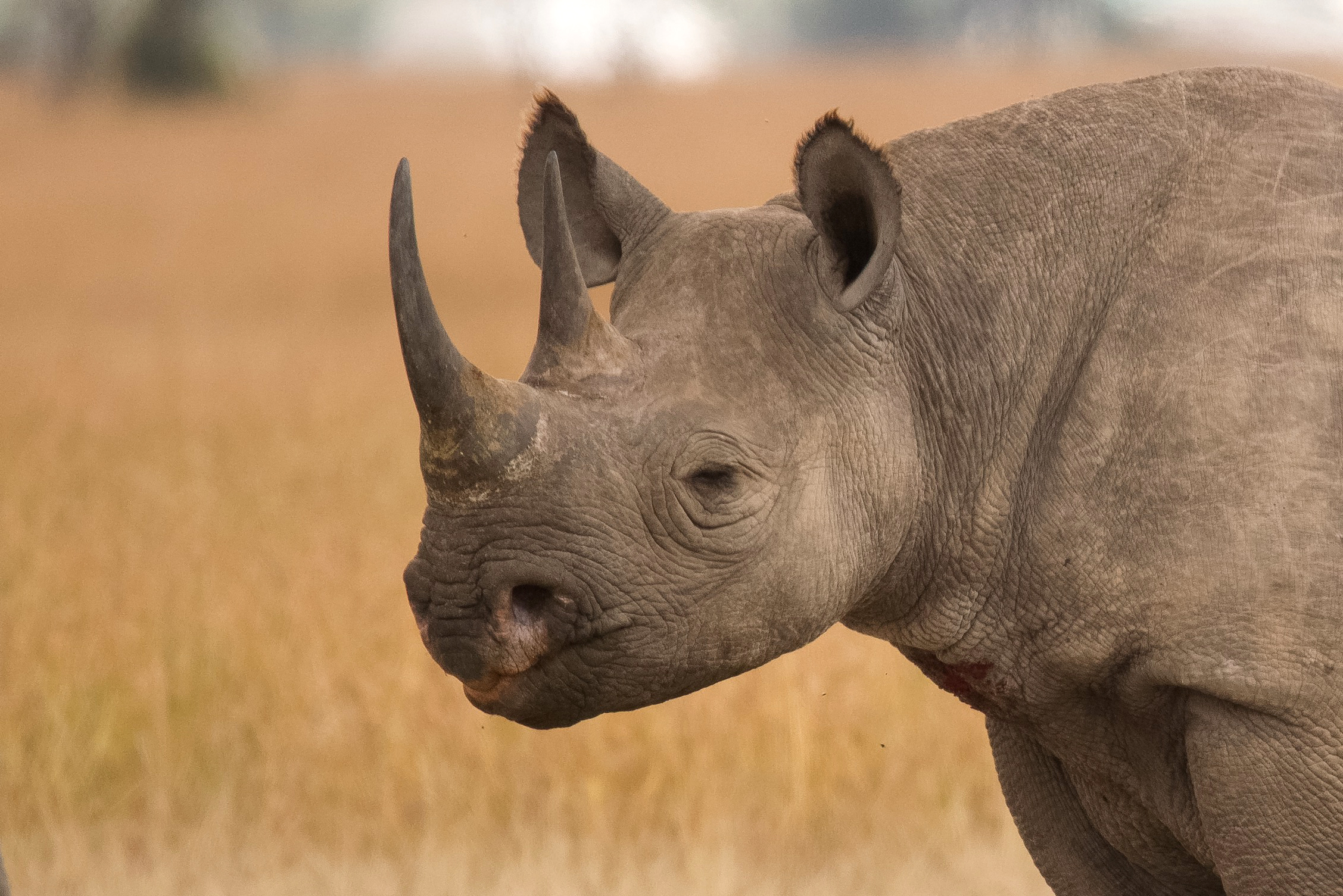 Picture of a black rhino from the side