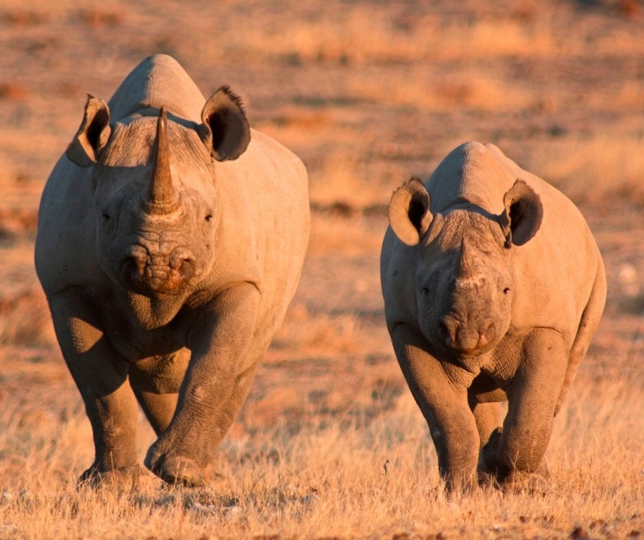 Black rhino running with calf