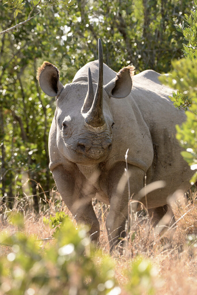 Photograph of Nabuul the rhino in the bushes