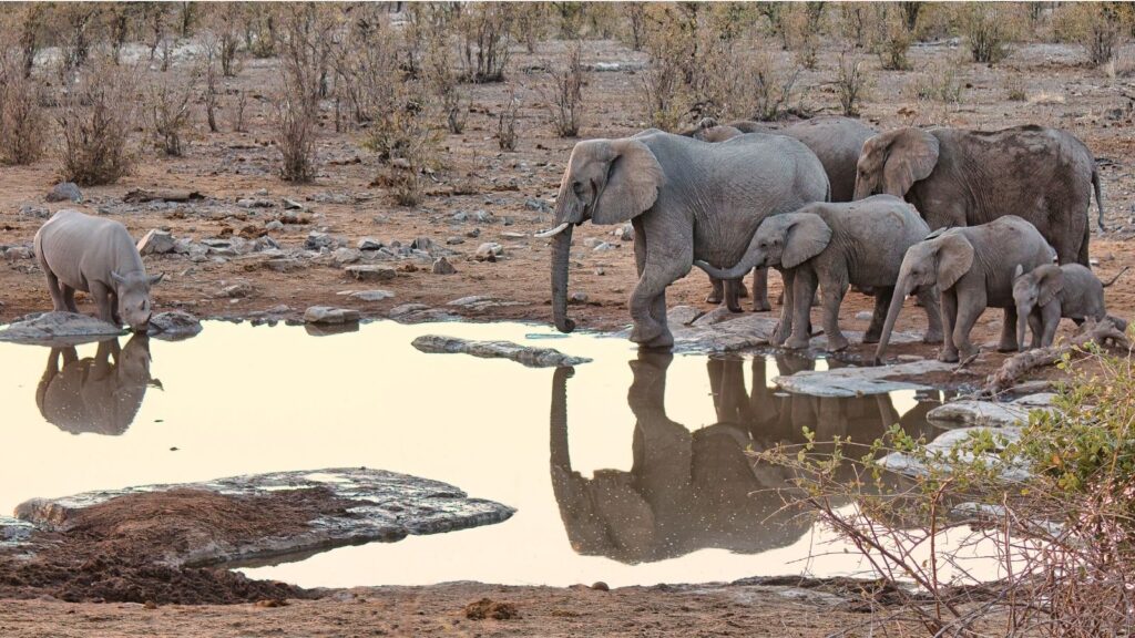 Rhinos and elephants in a watering hole