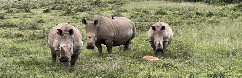 Thandi-Siya-Mthetho