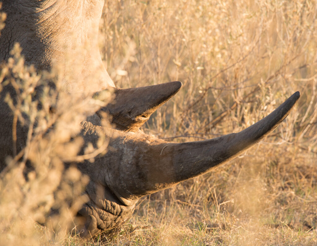 Rhino horn
