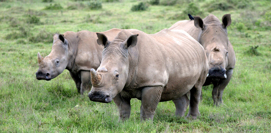 Thandi-Siya-Mthetho