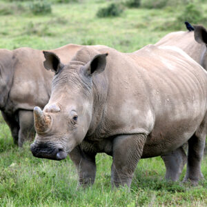 Thandi-Siya-Mthetho