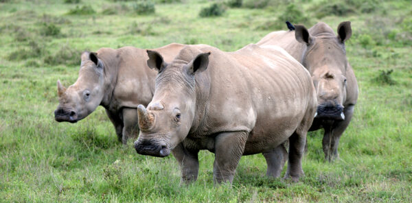 Thandi-Siya-Mthetho
