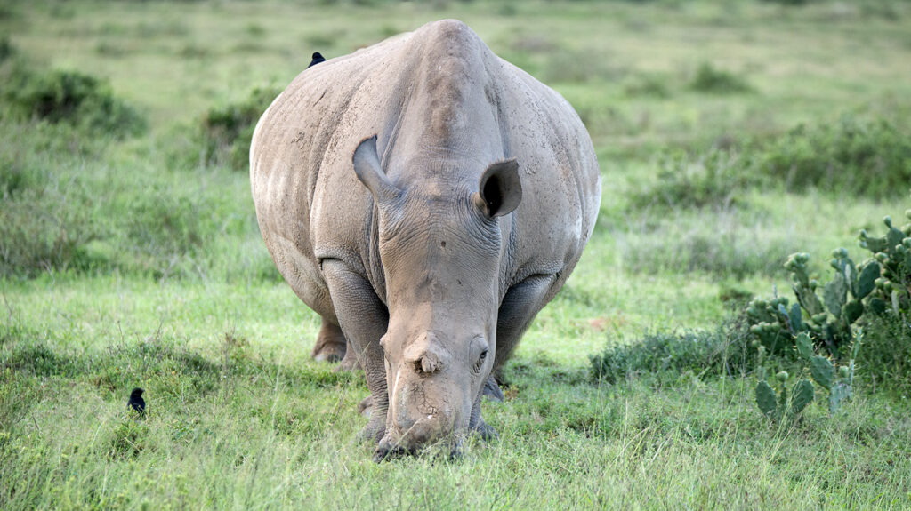 Thandi Grazing