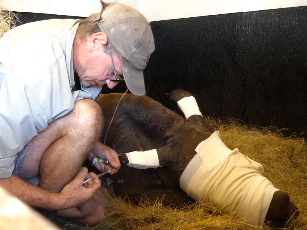 Vet treating a rhino calf