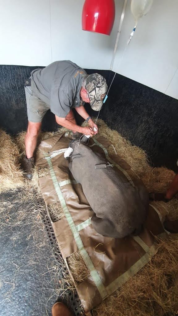 Man providing care to Tweed the rhino orphan