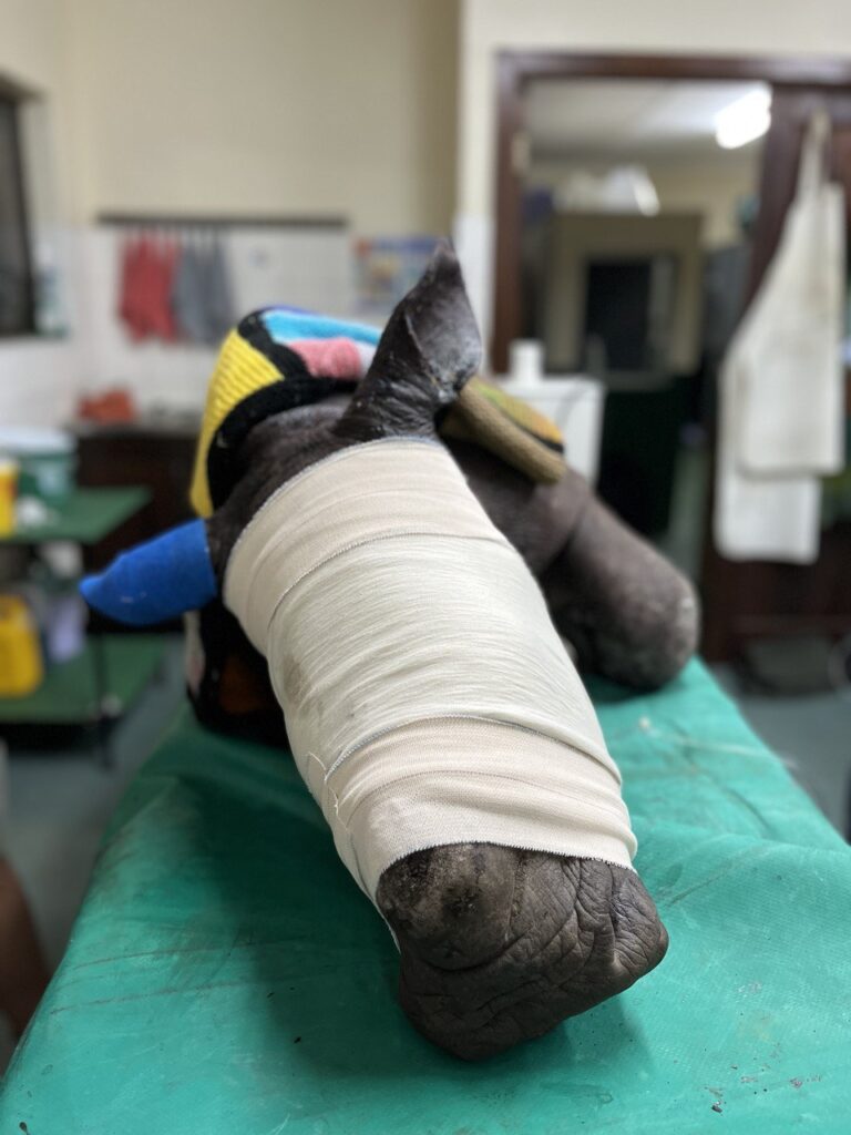 Mulayo in vet room 2