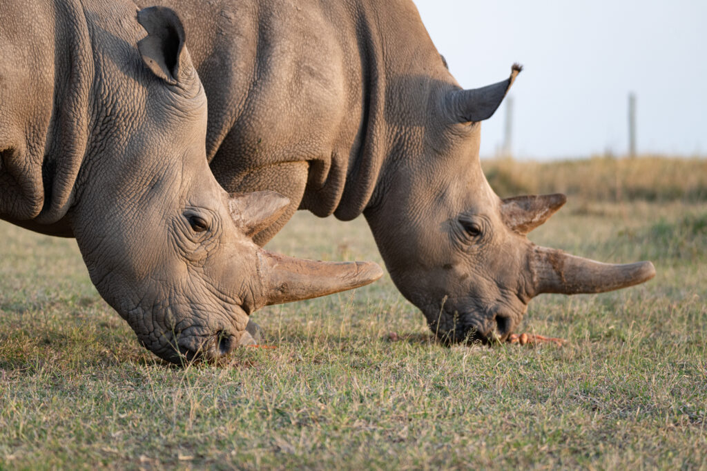 NWR-Naji-and-Fatu-Jan-Zwilling