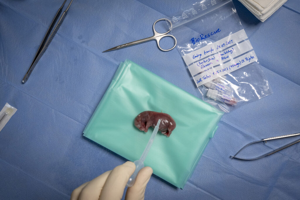 IVF rhino foetus-Jon Juarez