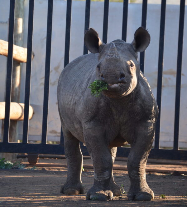 Bheji Adoption Photo