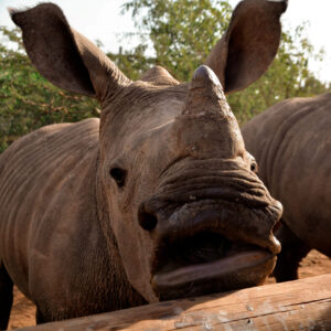 Boza Adoption Photo