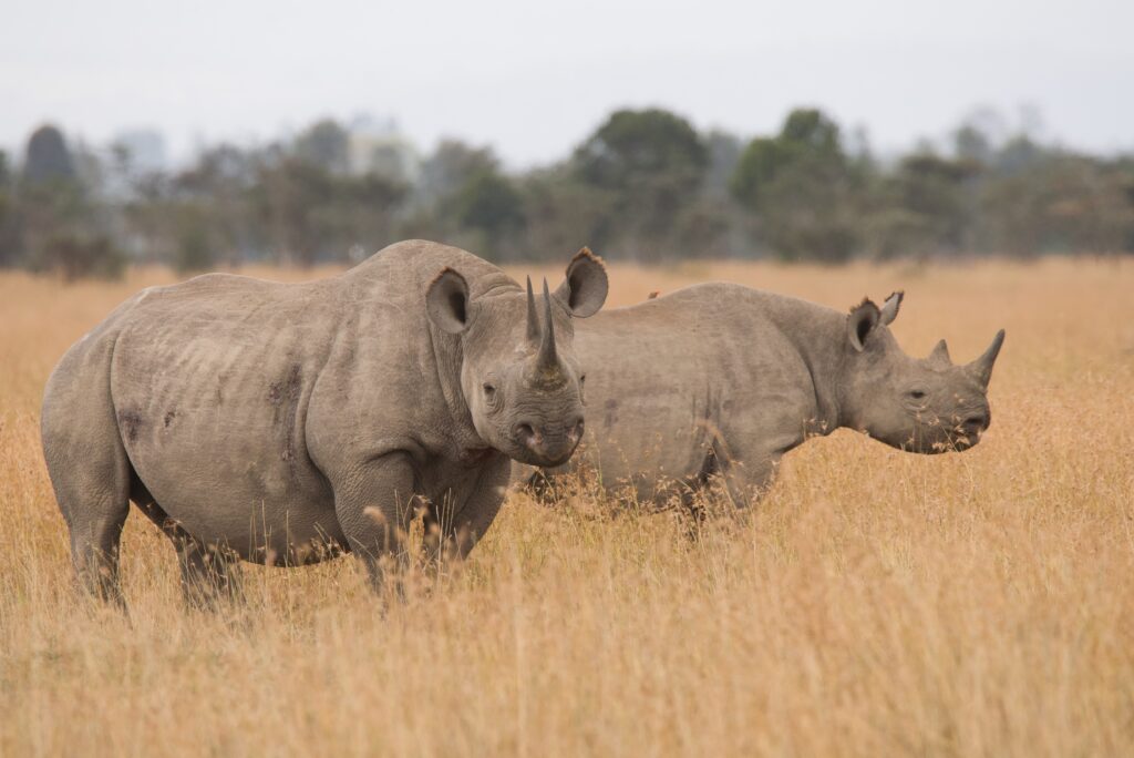 Black Rhino 1