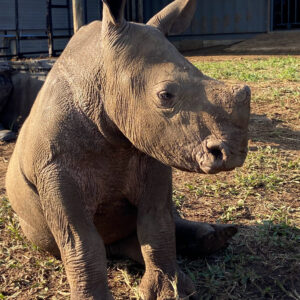 Lazula Adoption photo