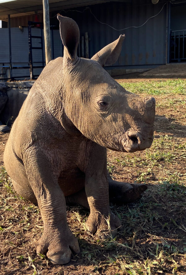 Lazula Adoption photo