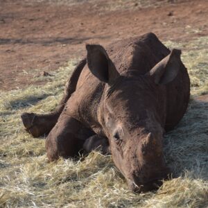 Ngelo Adoption Photo