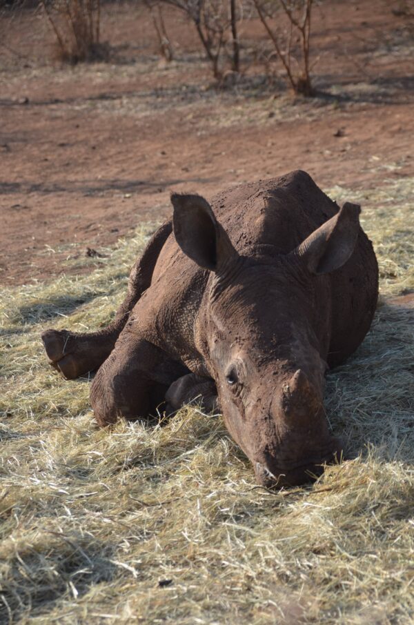 Ngelo Adoption Photo