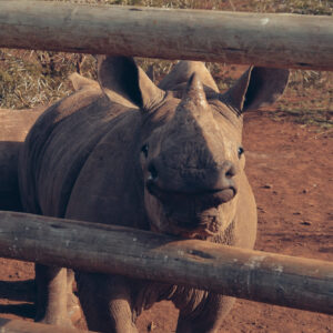 Umoya Adoption Photo