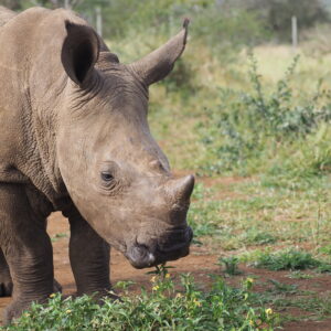 Vikela Adoption Photo