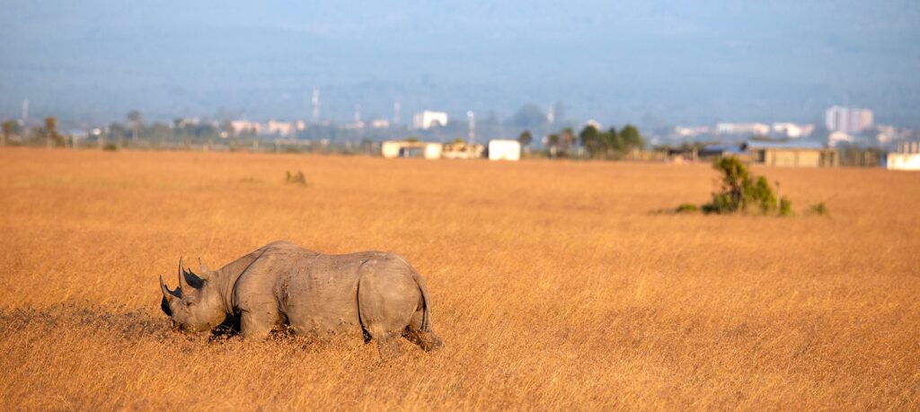 Black Rhino with Town in Background