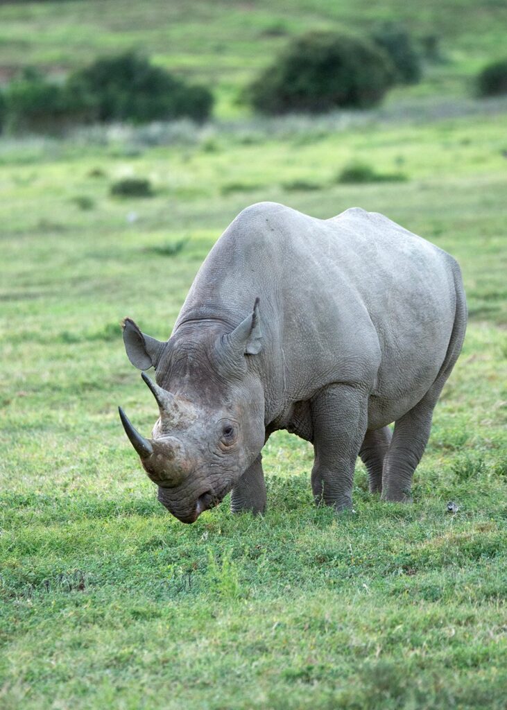Rhino Champions Portrait