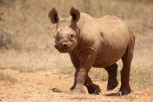 Black Rhino Calf Belle