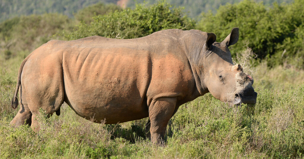 Thandi Kariega