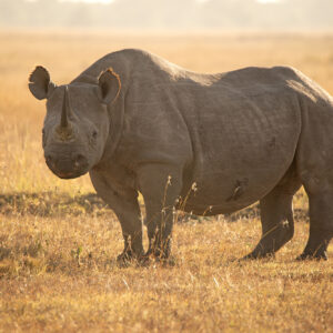 Black Rhino