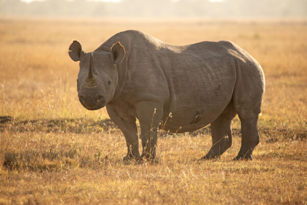 Black Rhino